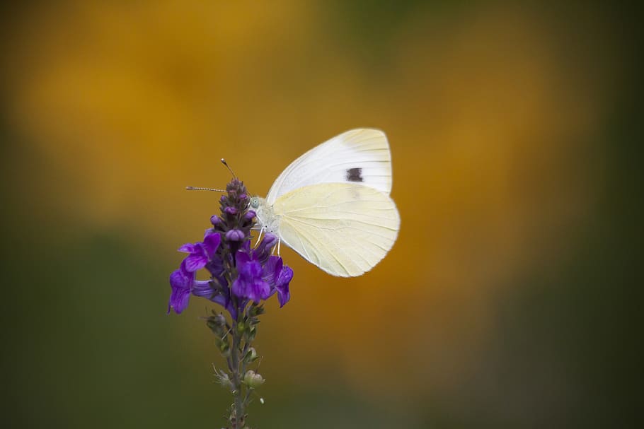 white, butterfly, nectar, nature, wing, flower, blossom, bloom HD wallpaper