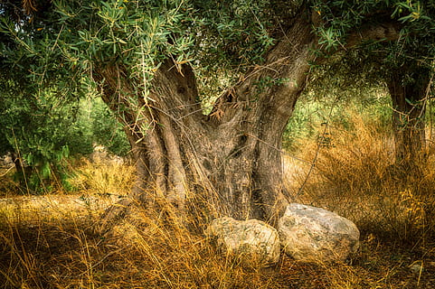 olive, old olive tree, trunk, age, plant, land, forest, growth HD wallpaper