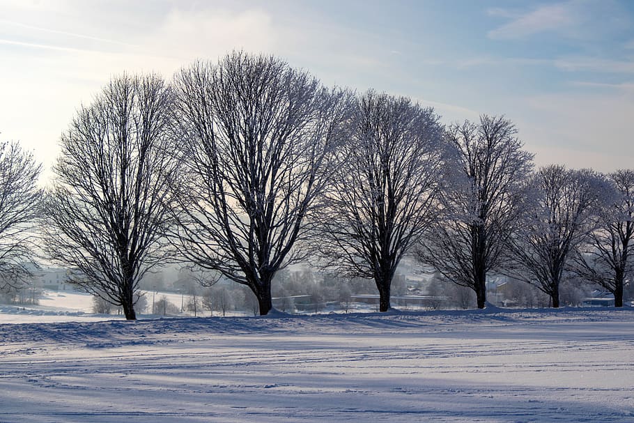 winter, wintry, nature, trees, snow, backlighting, hoarfrost HD wallpaper