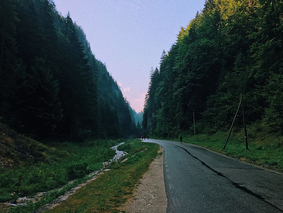 romania, dâmbovicioara, plant, tree, road, transportation HD wallpaper