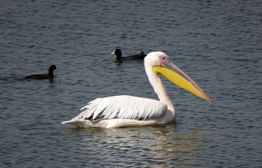 bird, great white pelican, pelecanus onocrotalus, eastern white pelican, HD wallpaper