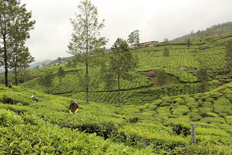 india, munnar, plant, green color, tree, land, beauty in nature HD wallpaper