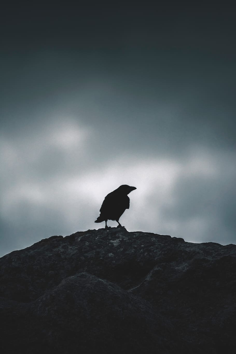 bird perching on ground, one animal, animal themes, vertebrate HD wallpaper