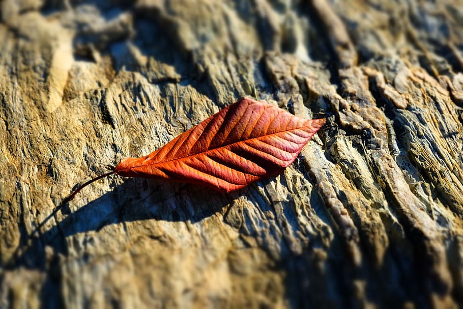 dead leaf, winter, stone, river beach, calm, nature, day, close-up HD wallpaper