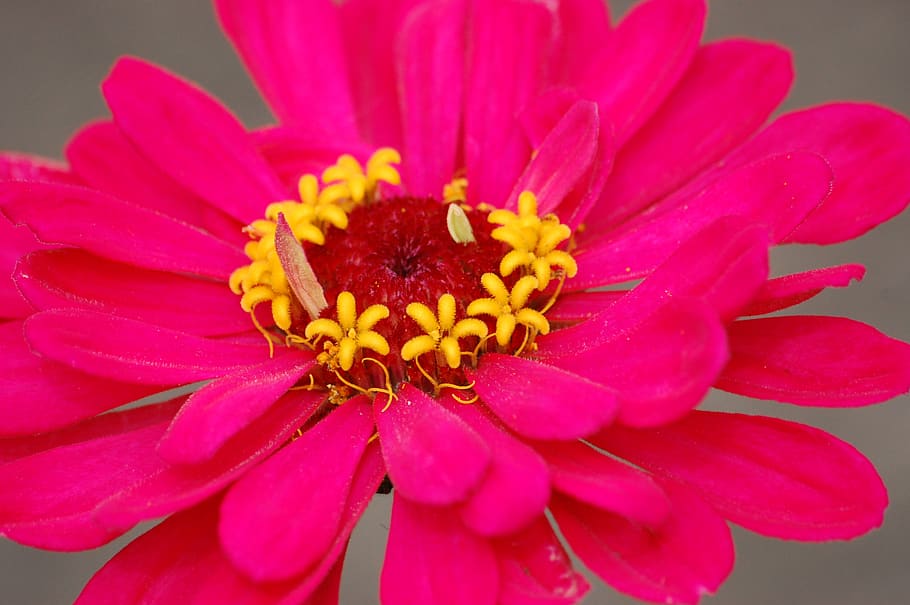flower, pink, bright, spring, nature, blossom, garden, flowering plant HD wallpaper