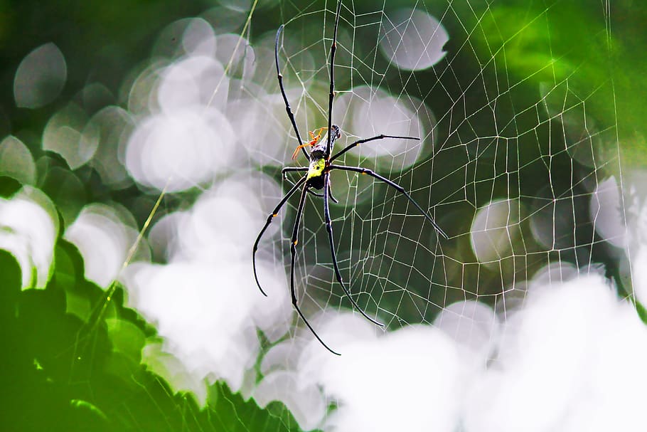 spider, spider web, spiderweb, trap, insect, morning, animal themes HD wallpaper