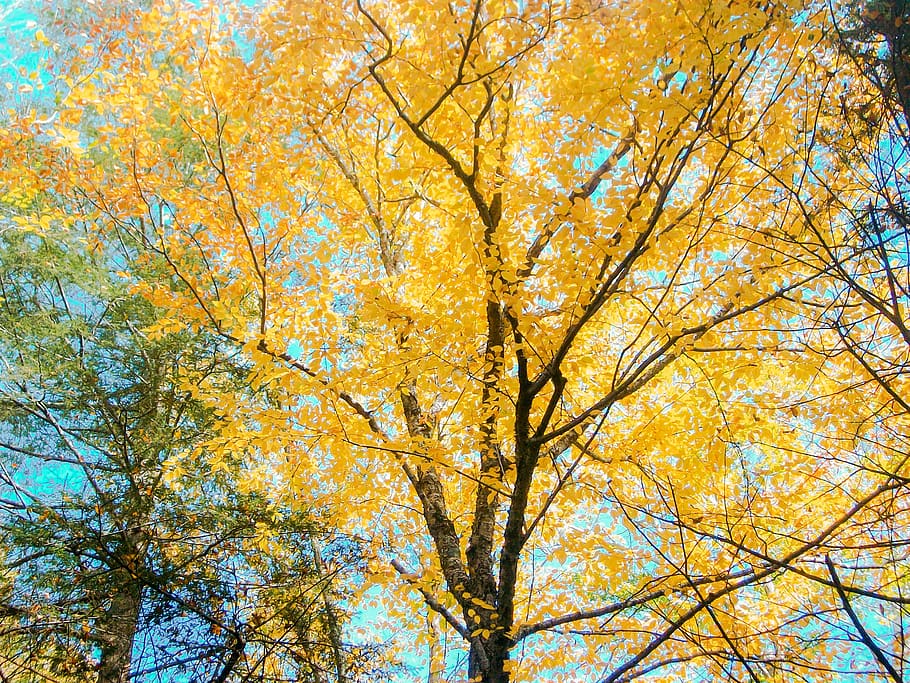 tree, plant, tree trunk, maple, bloom, branches, autumn, fall foliage HD wallpaper