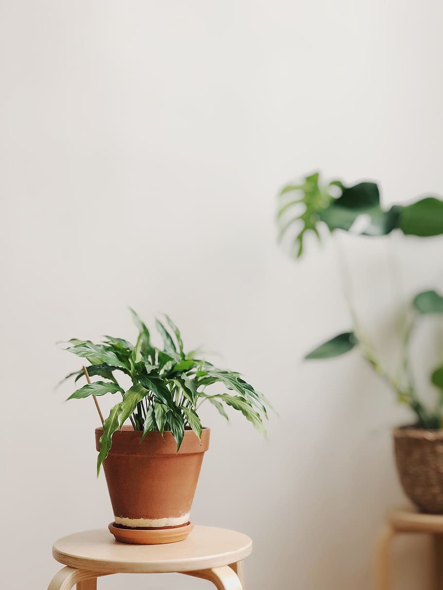 Selective Focus Photography of Potted Plant, blur, close-up, decoration HD wallpaper