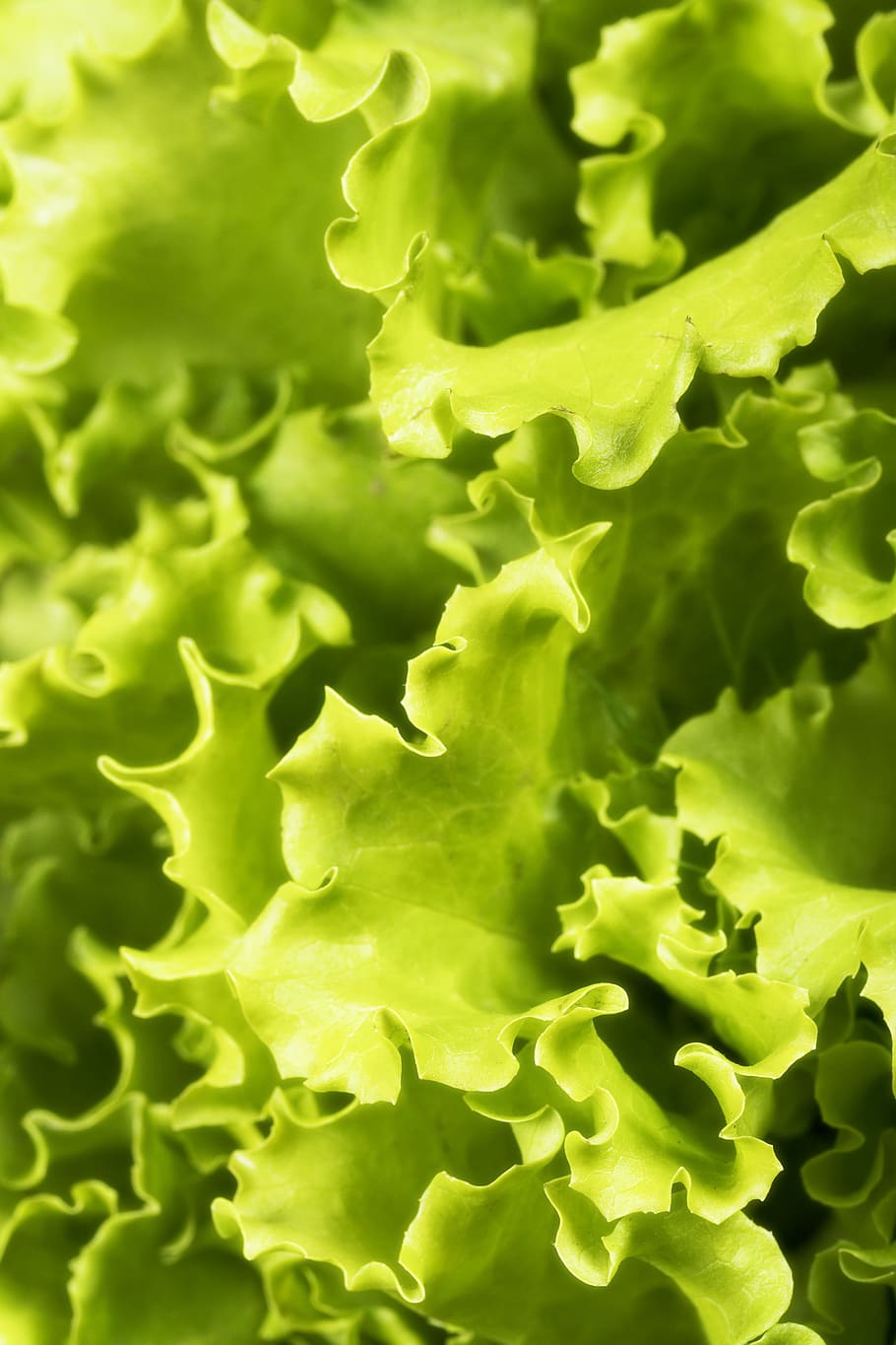 salad, leaves, background, botany, flora, floral, flores, foliage HD wallpaper
