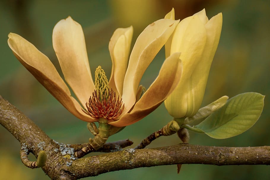 magnolia, yellow, blossom, magnolia acuminata butterflies, magnoliengewaechs, HD wallpaper