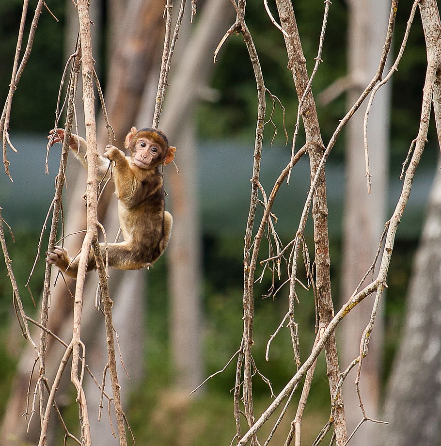 monkey, primate, young animal, äffchen, mammal, animal world HD wallpaper