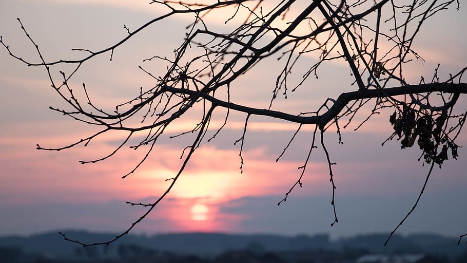 tree, sunset, sky, silhouette, beauty in nature, branch, tranquility HD wallpaper