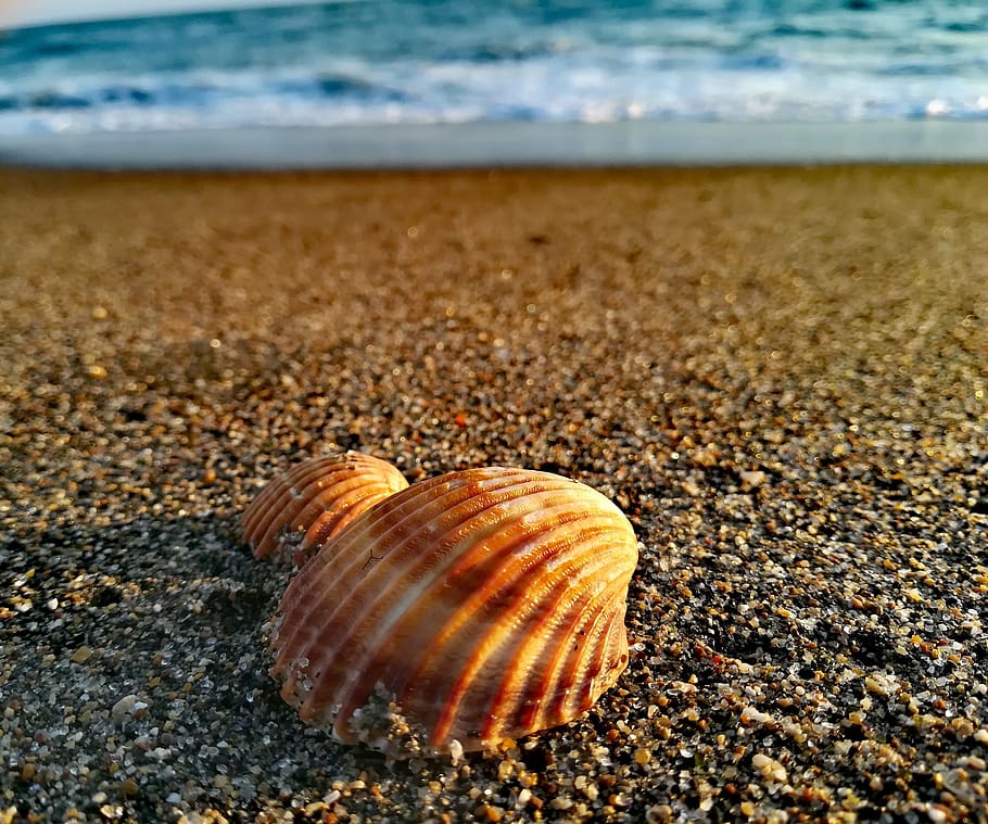 seashore, beach, seashell, sand, animal wildlife, water, animal shell HD wallpaper