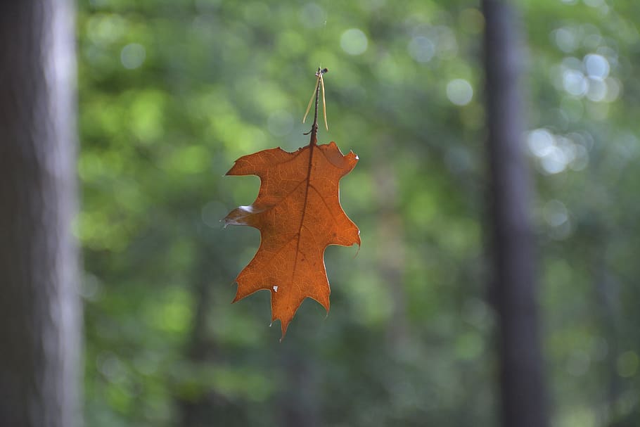 sheet, autumn, fall colors, oak, forest, leaf, plant part, focus on foreground HD wallpaper
