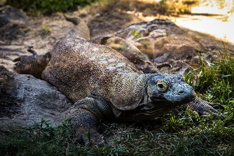 brown lizard, reptile, alligator, crocodile, animal, memphis zoo HD wallpaper