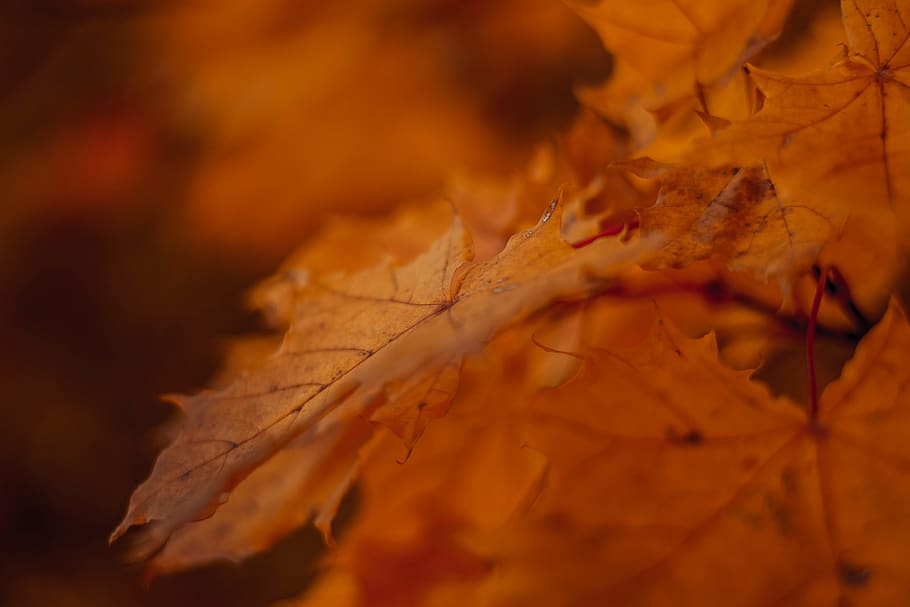 maple leaves selective focus photographt, plant, leaf, tree, brown HD wallpaper
