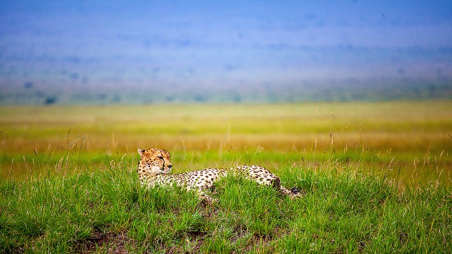 cheetah, savannah, concerns, kenya, predator, nature, africa HD wallpaper