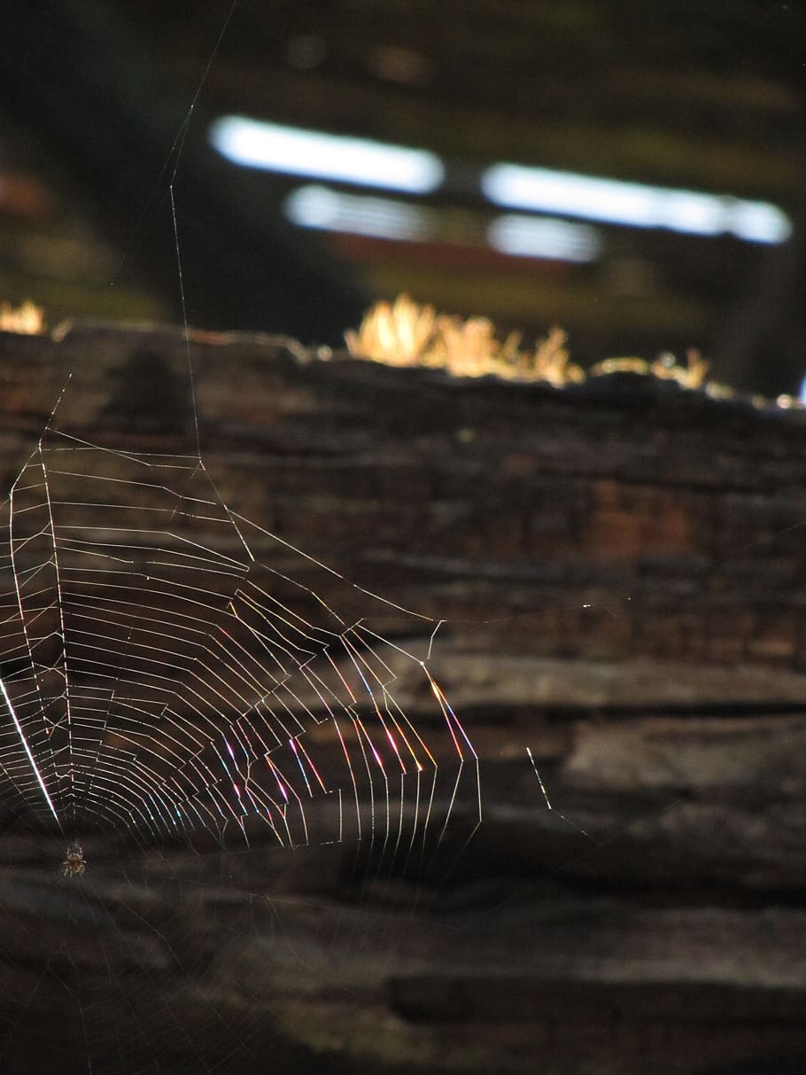 cobweb, barn, sun, sunset, wood, spider web, fragility, no people HD wallpaper