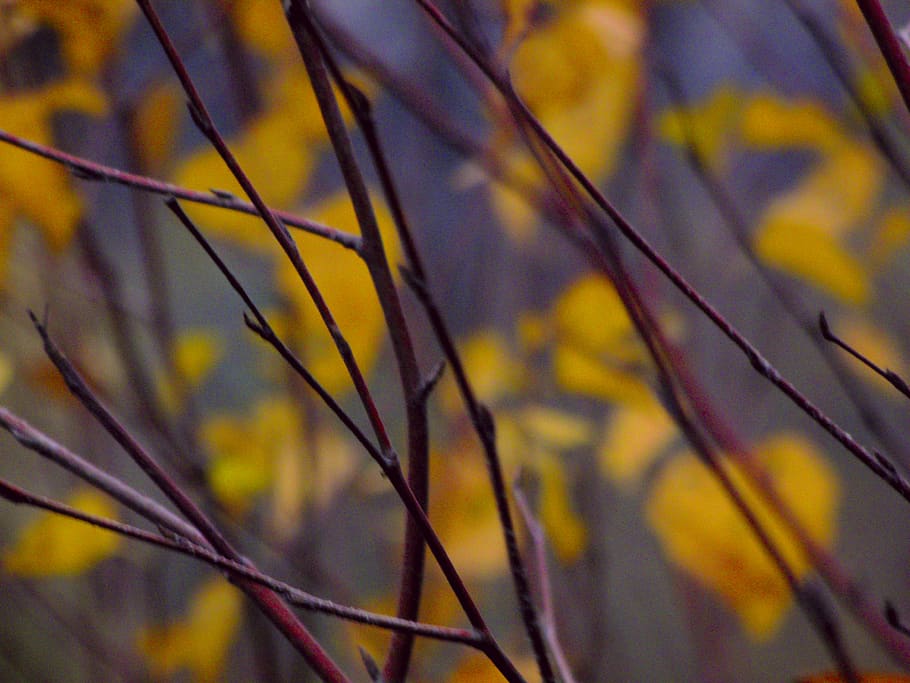 blur, nature, red, yellow, leafs, brench, forest, plant, no people HD wallpaper