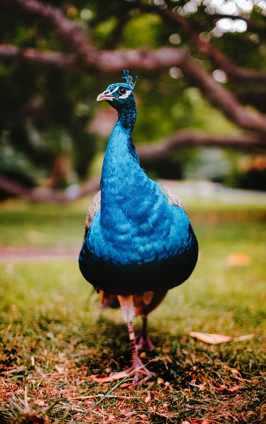 blue peacock, bird, vertebrate, animal themes, one animal, animals in the wild HD wallpaper