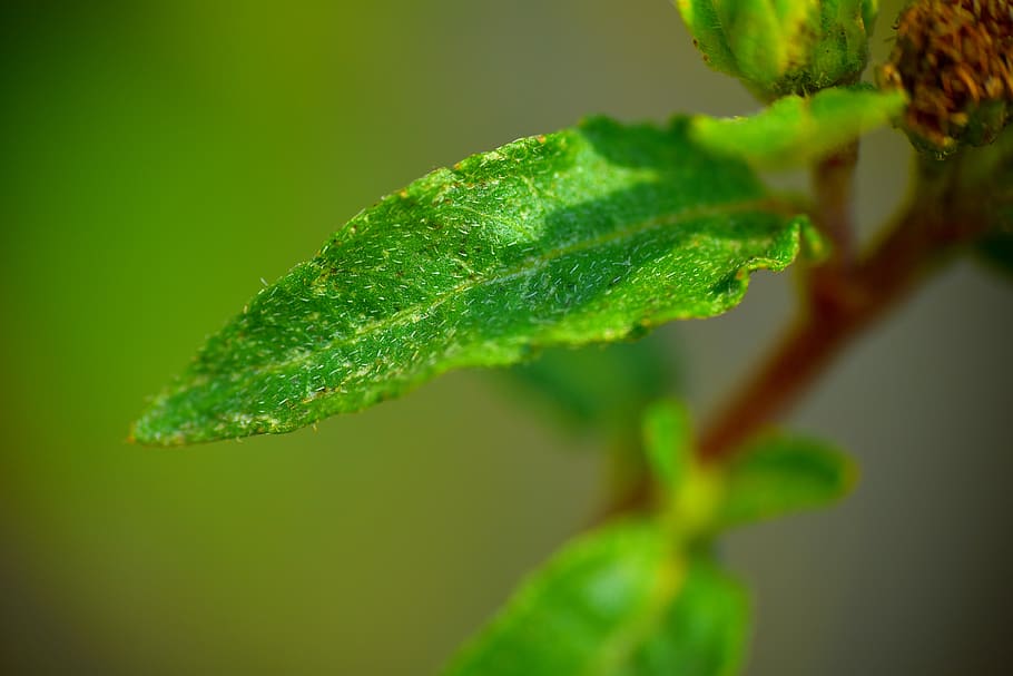 small leaf, macro, nascent leaf, plant, nature, plant part HD wallpaper