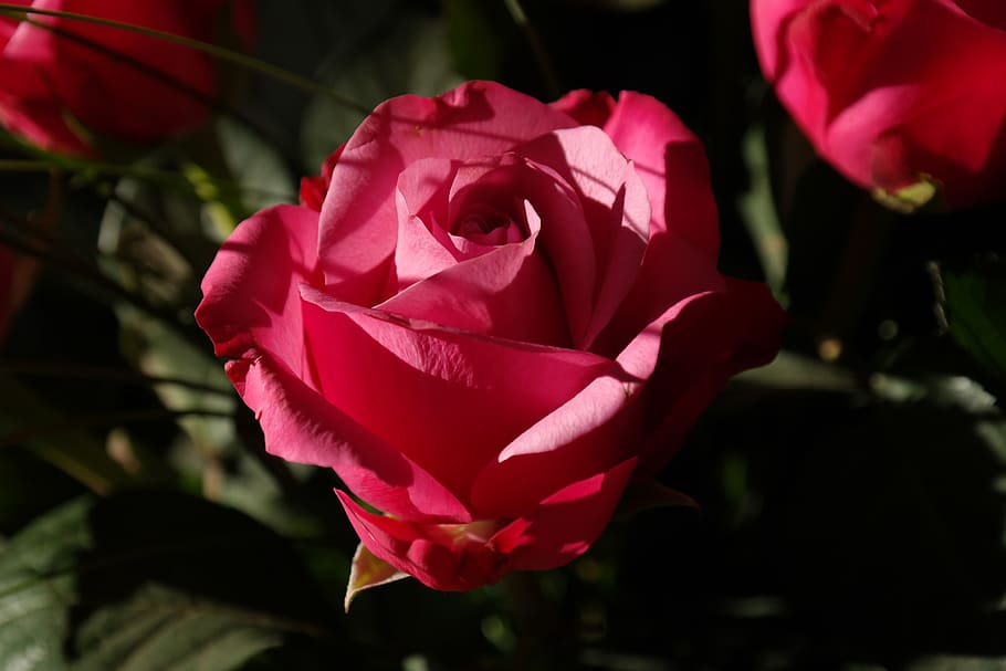Red Flower during Daytime, bloom, blossom, close-up, flora, flowers HD wallpaper