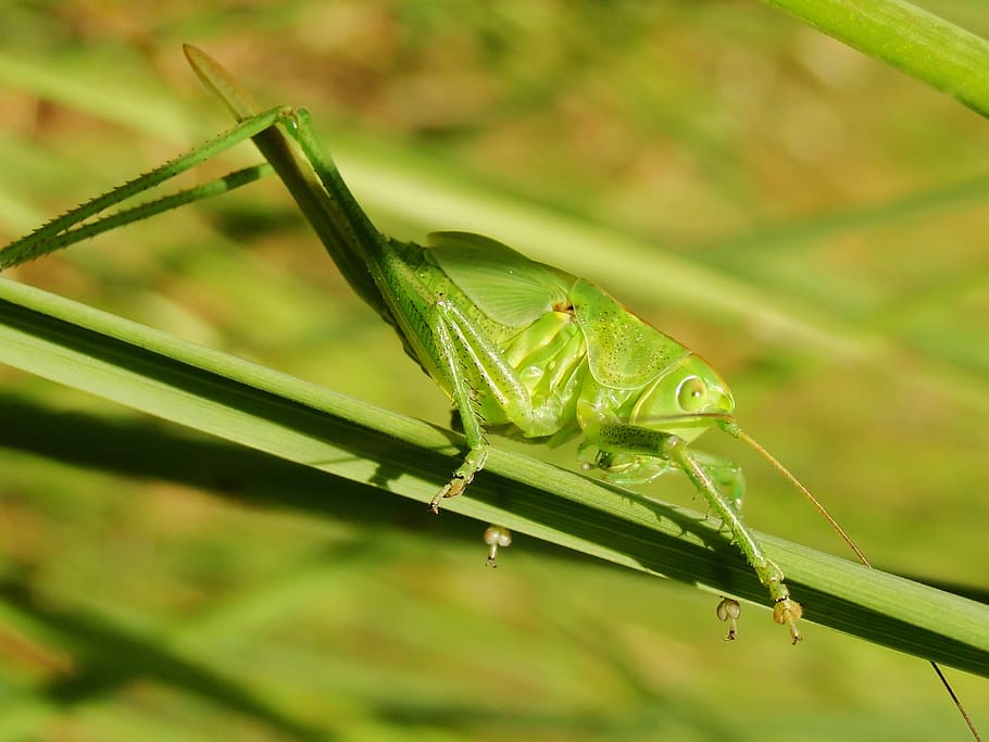 Online crop | HD wallpaper: animals in the wild, green color, animal