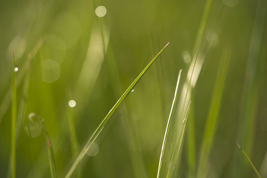 green color, plant, growth, beauty in nature, selective focus HD wallpaper