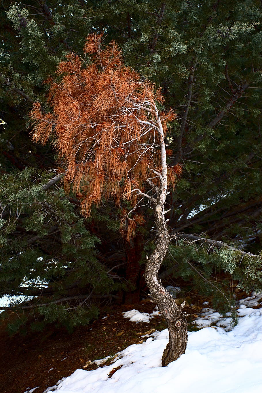 green and orange trees, plant, conifer, abies, fir, tree trunk HD wallpaper