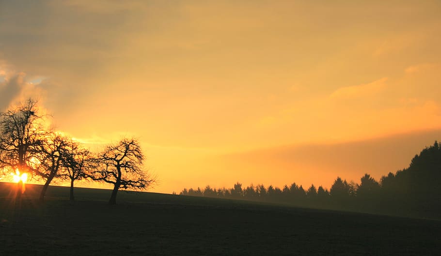 dawn, nature, sunrise, tree, sunset, sky, tranquility, beauty in nature HD wallpaper