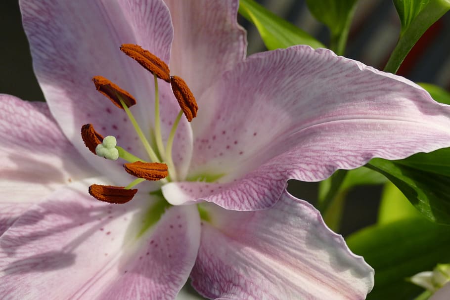 lily, flower, bloom, pink, closeup, shadows, petal, spring HD wallpaper
