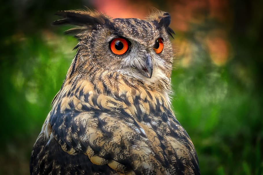 owl, eagle owl, bird, nature, forest, plumage, bird of prey HD wallpaper