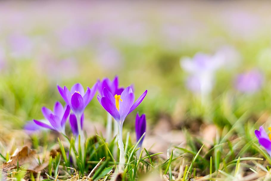 crocus, purple, plant breeding, spring, flowering plant, freshness HD wallpaper