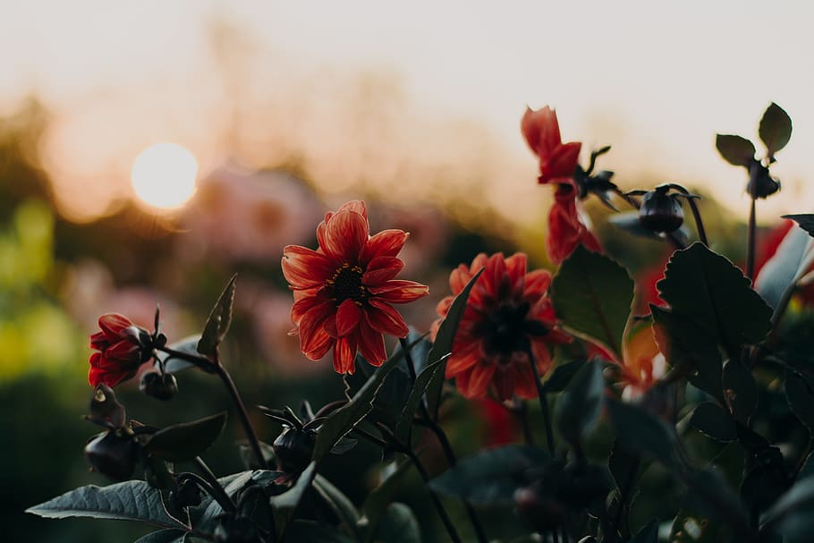 Orange Flowers, autumn, beautiful, bloom, blooming, blossom, bokeh HD wallpaper