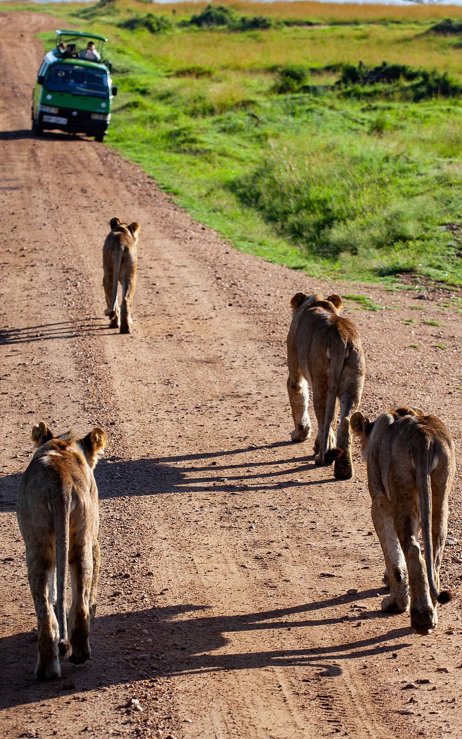 lion, auto, kenya, road, safari, pack, africa, savannah, vacations HD wallpaper