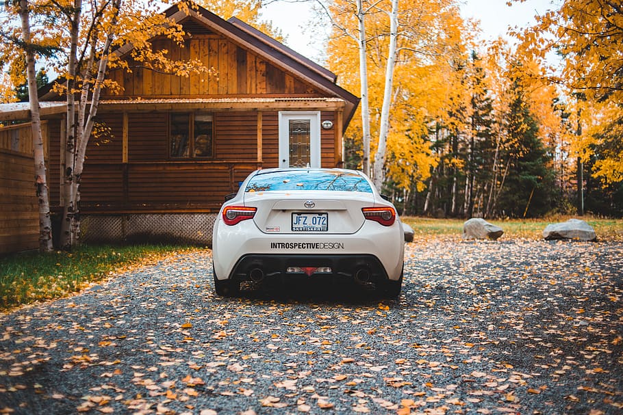canada, badger, tree, autumn, mode of transportation, change HD wallpaper
