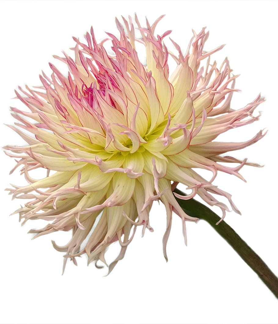 beautiful, dahlia, cactus, flower, white background, flowering plant HD wallpaper