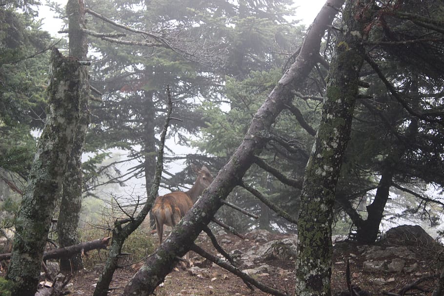 greece, parnitha, trees, forest, deer, autumn, plant, animal themes HD wallpaper