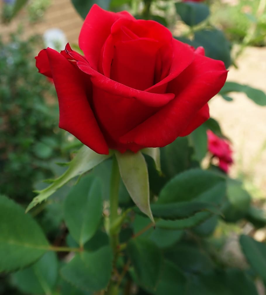 rose, red, flower, romantic, garden, nature, flowering plant HD wallpaper