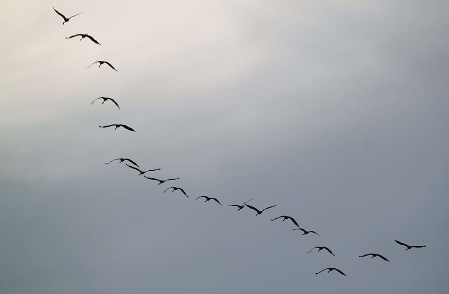 bird, animal, sky, group, nature, flying, group of animals HD wallpaper