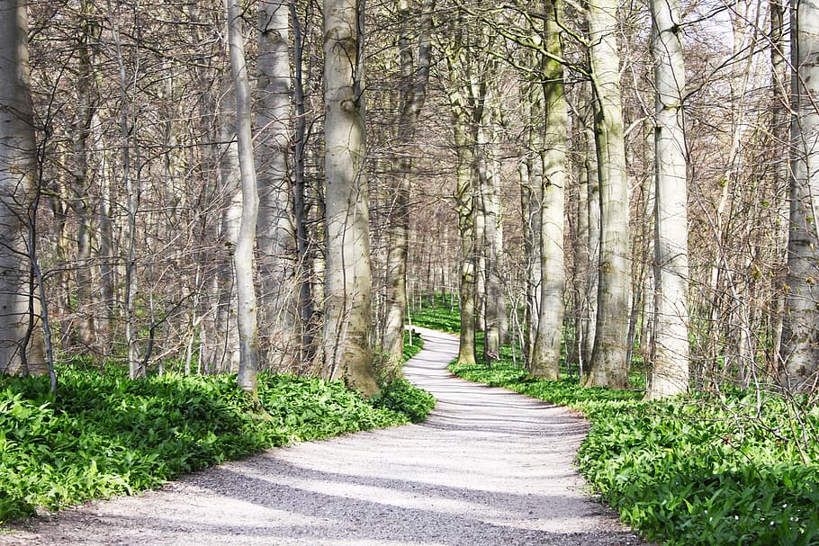denmark, aarhus, tree, path, adventure, scandinavia, forest HD wallpaper