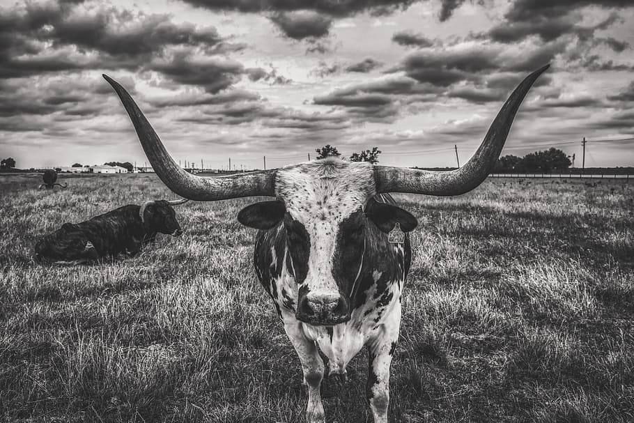 texas, longhorn, steer, bull, sky, clouds, landscape, cattle, HD wallpaper