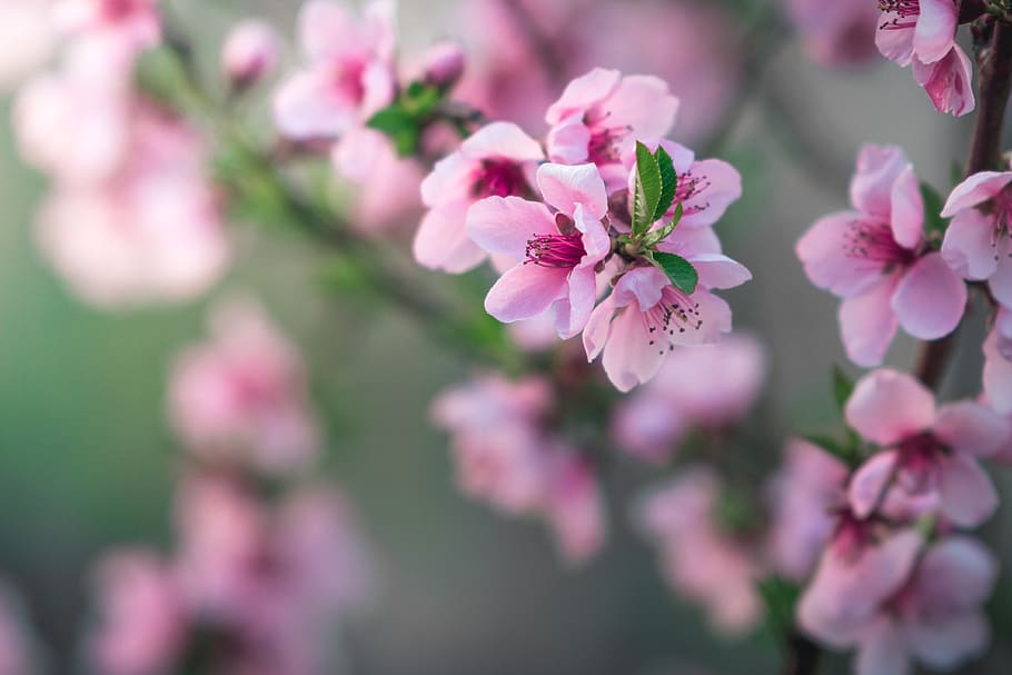 blossom, spring, pink, bloom, nature, branch, flowering plant HD wallpaper