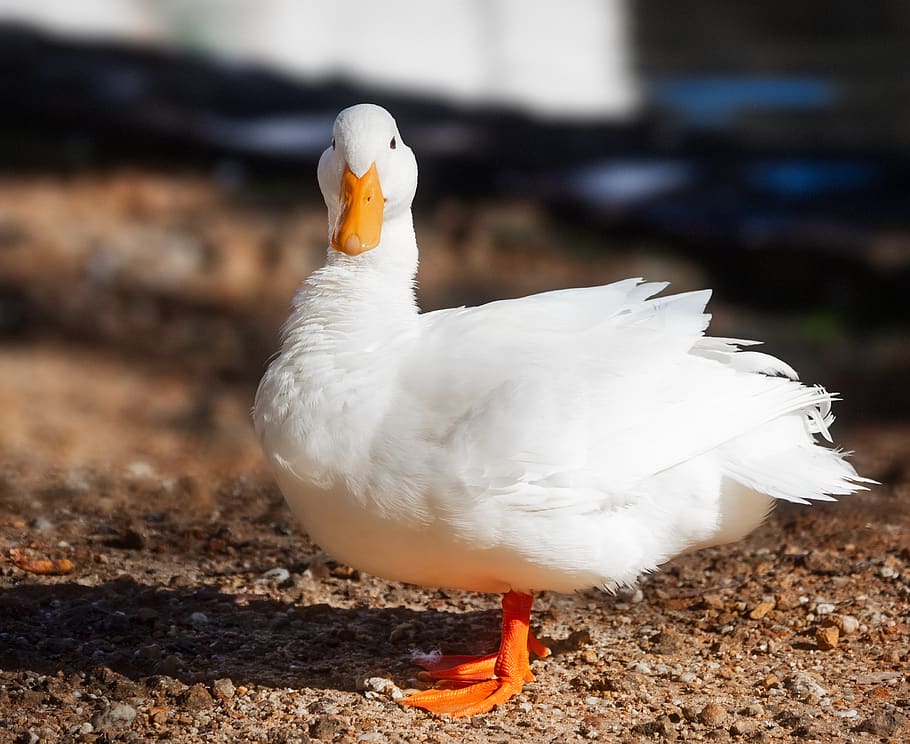 pekin duck, long island duck, portrait, bird, goose, white, HD wallpaper