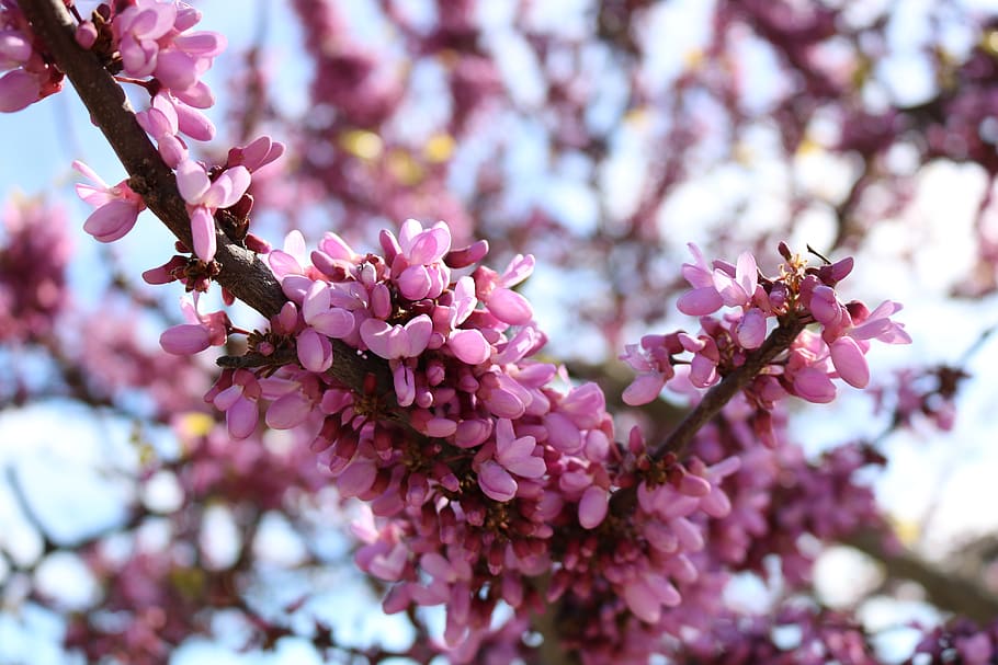 flowers, color, sky, clouds, landscape, colorful, nature, colors HD wallpaper