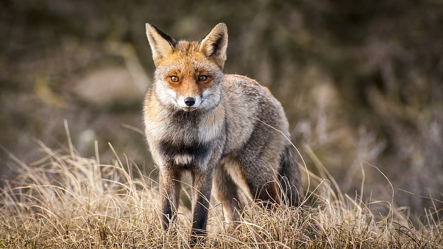 brown fox on brown grass, animal wildlife, one animal, animals in the wild HD wallpaper
