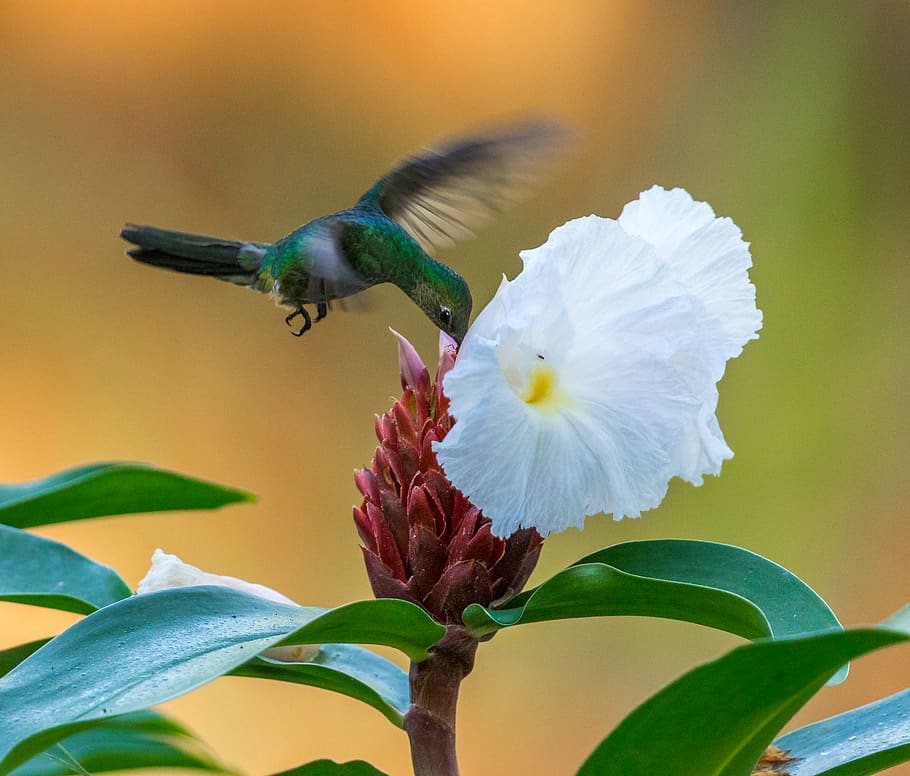 hummingbird flying above white flower close-up photography, animal, HD wallpaper