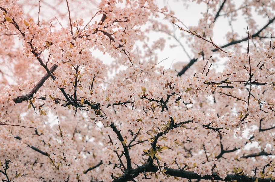 cherry blossom tree, fragility, branch, flowering plant, springtime HD wallpaper
