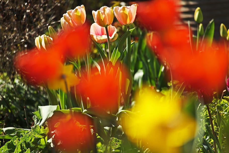 tulip bed, spring, april, tulips, tulip field, flower bed, bloom HD wallpaper