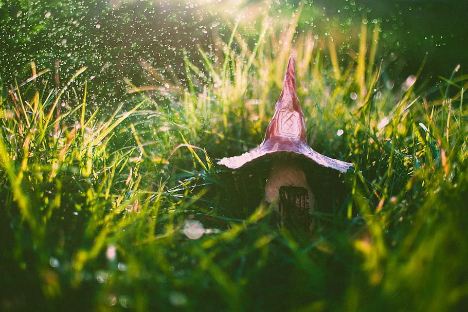 Selective Focus Photography Of Green Grass, garden, plant, water HD wallpaper